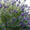 Photo de Buddleia Davidii"Nanho Blue".